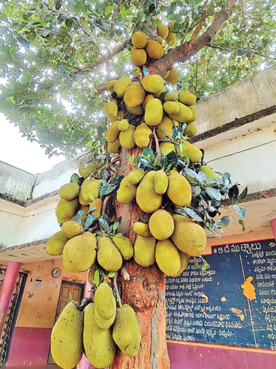 శ్రీకాకుళంలో అరుదైన దృశ్యం.. ఒకేసారి 100 పనసకాయలు..